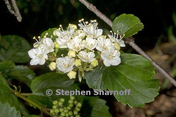 viburnum ellipticum 3 graphic